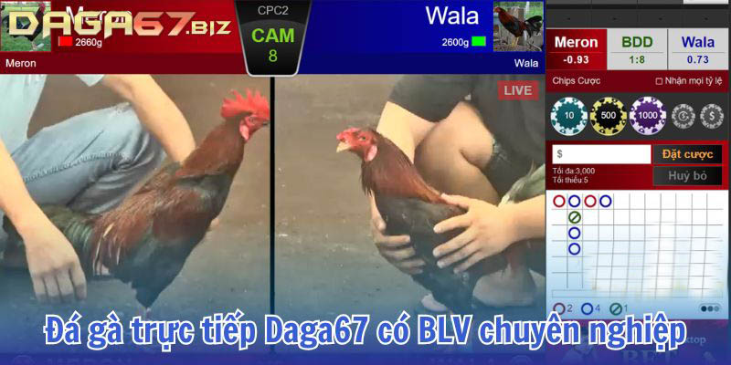 trực tiếp đá gà 67